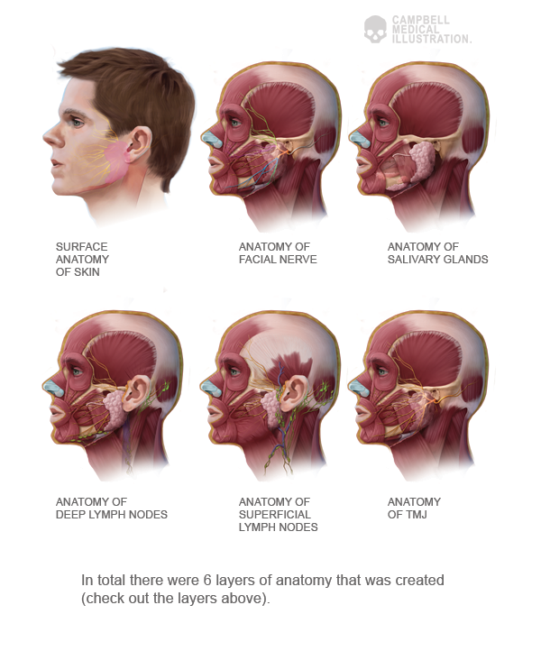 Annie_Campbell_Medical_Illustration_head_anatomy_series