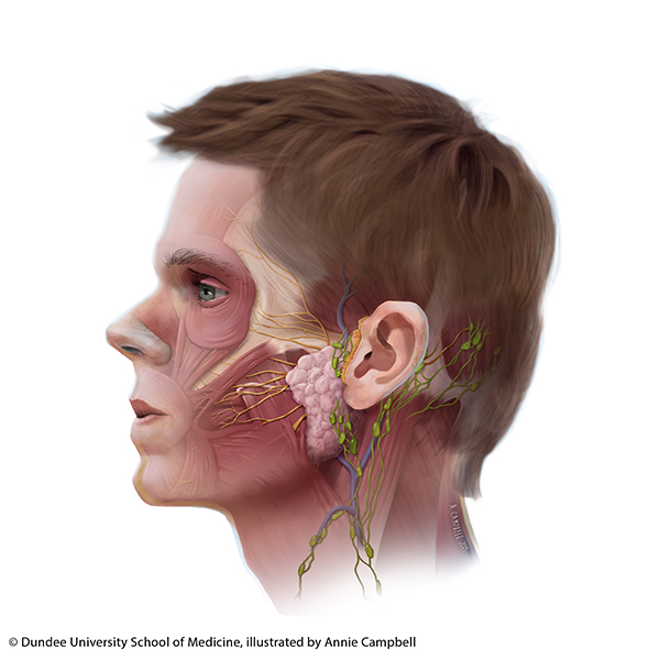 Dundee_University_School_of_Medicine_Annie_Campbell_Head_Anatomy_superficial_lymph_nodes_wht_bckgnd_NO_labels
