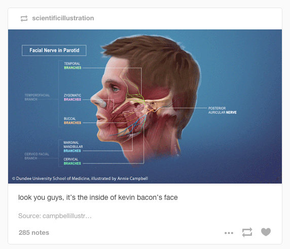 Screen shot of Medical Illustration by Annie Campbell on Tumblr